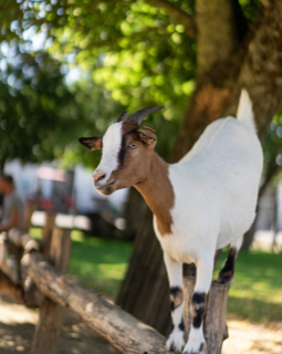 Screaming Goat